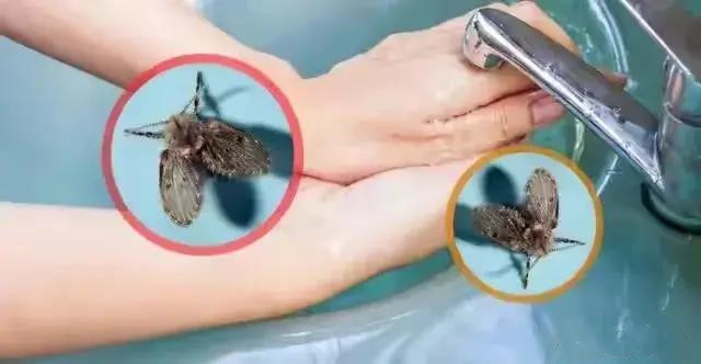 衛(wèi)生間為什么會(huì)有小蟲子？怎么消滅？